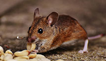 24 Hour & Emergency Exterminators in Birchrunville, PA